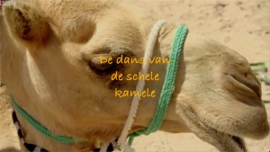 Dans van de Schele Kamele