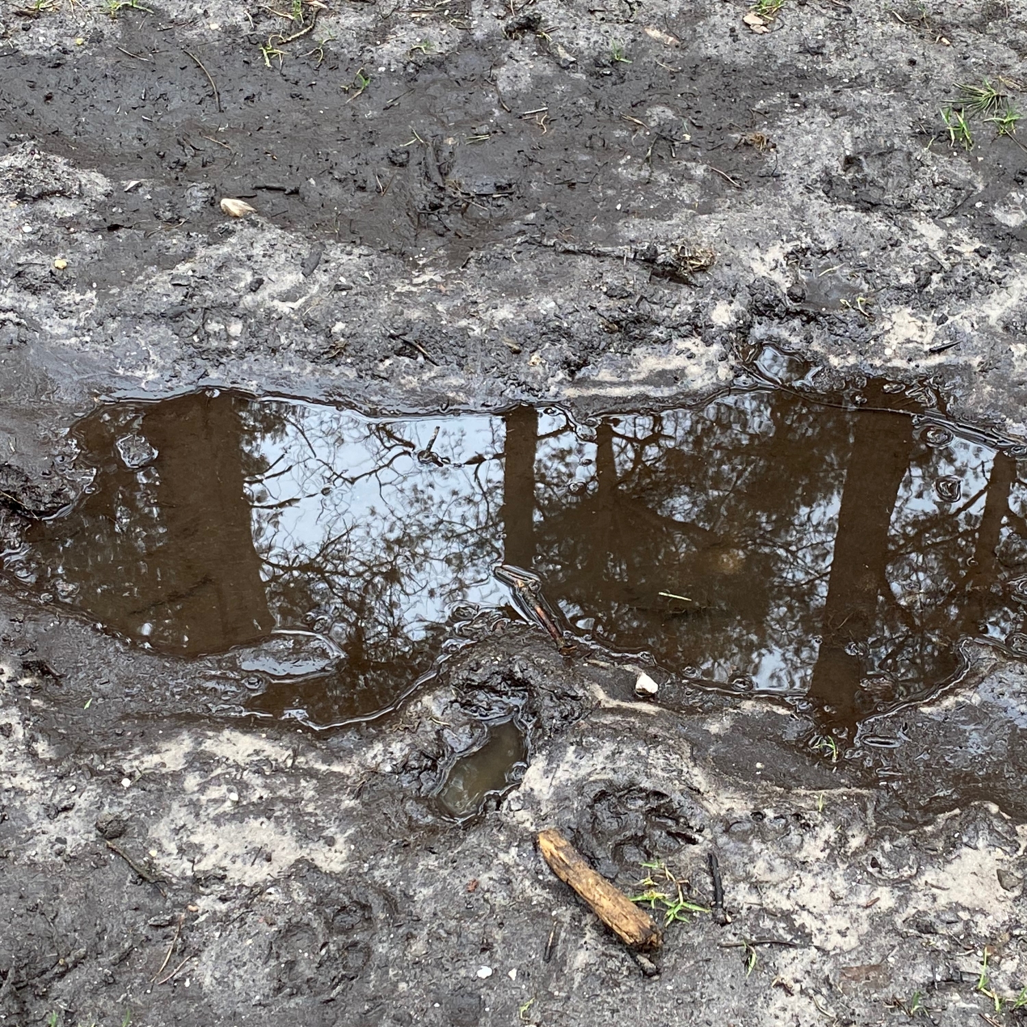 Birds' Down to Earth