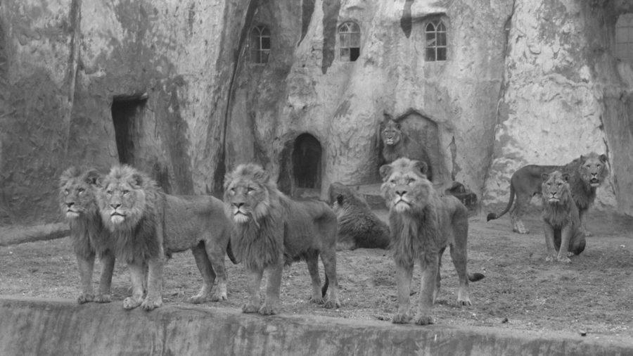 Twee medewerkers en groot aantal dieren dood in Burgers' Dierenpark