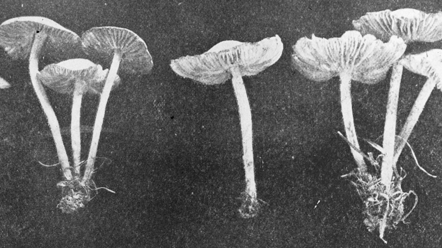 Maastricht krabbelt op met expositie paddenstoelen