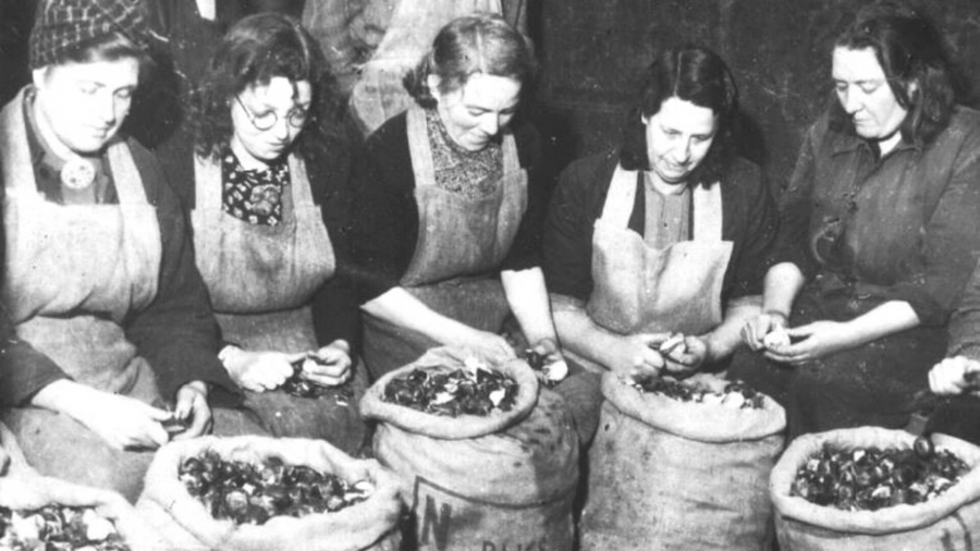 ‘Brandnetels of paardenbloemen uitstekend voedsel’
