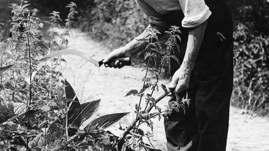 ‘Brandnetels of paardenbloemen uitstekend voedsel’