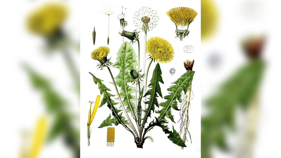 ‘Brandnetels of paardenbloemen uitstekend voedsel’
