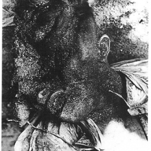 160 German soldiers fell into the hands of the Russian Army
