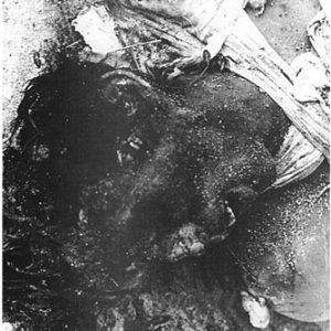 160 German soldiers fell into the hands of the Russian Army