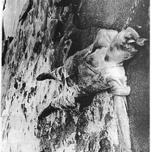 160 German soldiers fell into the hands of the Russian Army