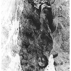 160 German soldiers fell into the hands of the Russian Army