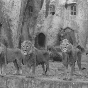 Twee medewerkers en groot aantal dieren dood in Burgers' Dierenpark