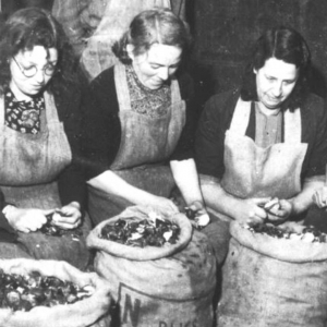 ‘Brandnetels of paardenbloemen uitstekend voedsel’
