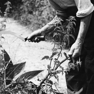 ‘Brandnetels of paardenbloemen uitstekend voedsel’