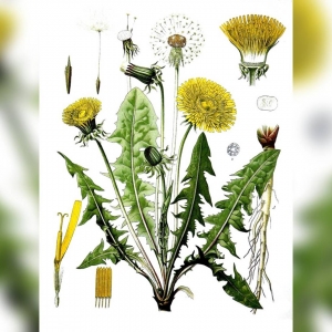 ‘Brandnetels of paardenbloemen uitstekend voedsel’