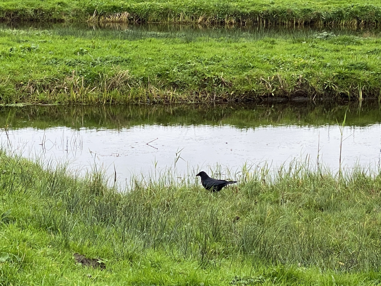 Vogel andersom
