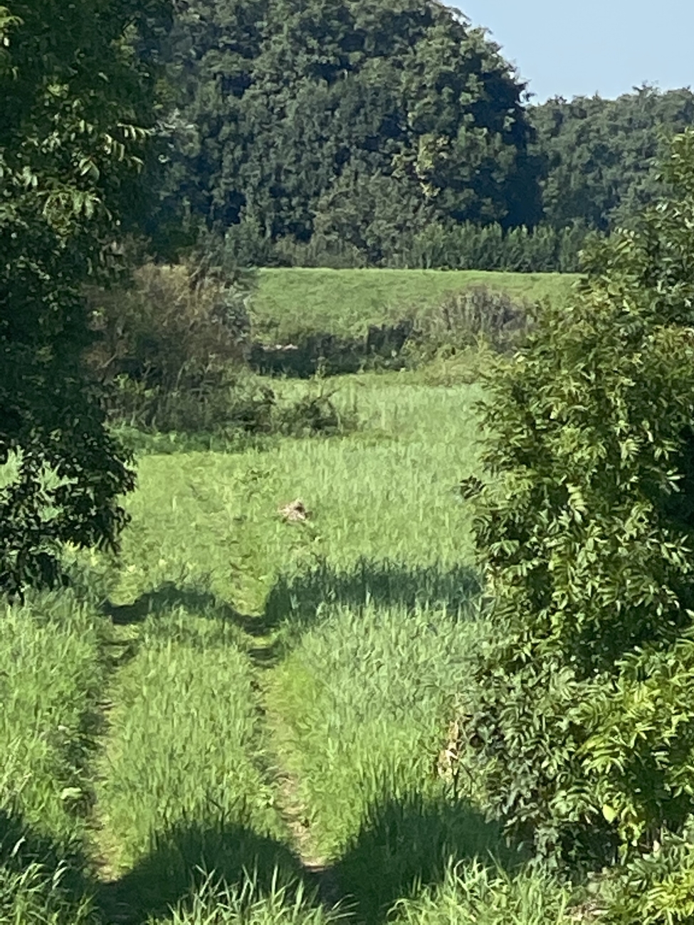 Bambi in het gras